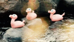 Canard Cochon Posankka -Animalière Décoration Magasin file 2415